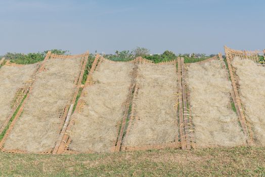 Organic Vietnamese rice vermicelli drying in the sunlight on bamboo fences outside of Hanoi, Vietnam. Special organic noodles are being dried naturally