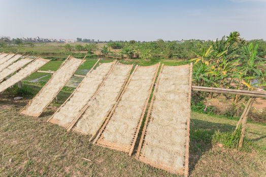 Homemade Vietnamese rice vermicelli drying in the sunlight on bamboo fences near banana farm outside of Hanoi, Vietnam. Special organic noodles are being dried naturally