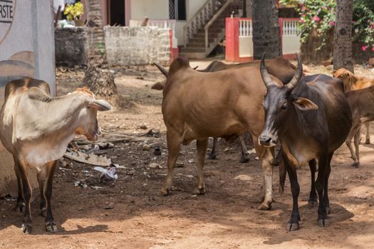 Holy cows in Agonda Beach located in Goa, India