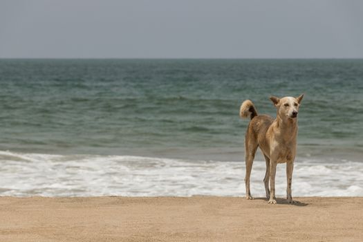 Stray, furred dog at clean Agonda Beach in Goa, India.