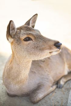 Closed up shot Cute deer in the Nara park of Nara city, Kansai area, Japan.