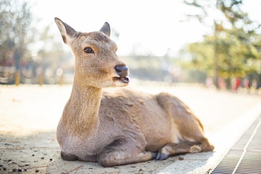 Closed up shot Cute deer in the Nara park of Nara city, Kansai area, Japan.