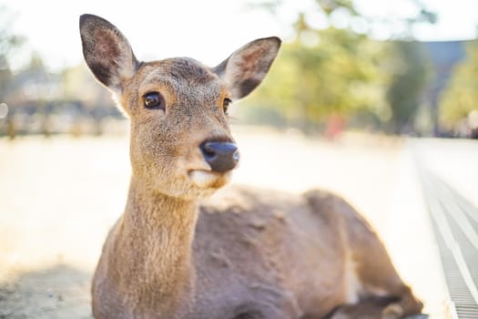 Closed up shot Cute deer in the Nara park of Nara city, Kansai area, Japan.