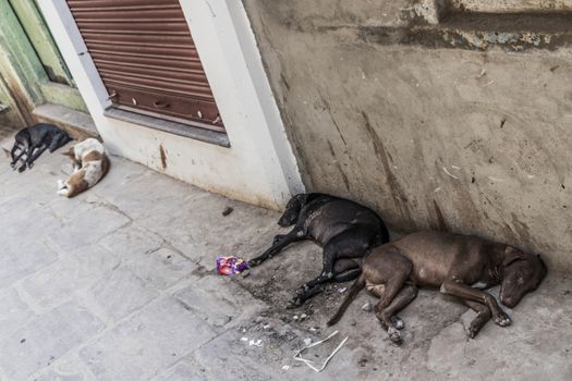 Varanasi, India, sleeping dogs between dirty walls in dirty, horrible streets.