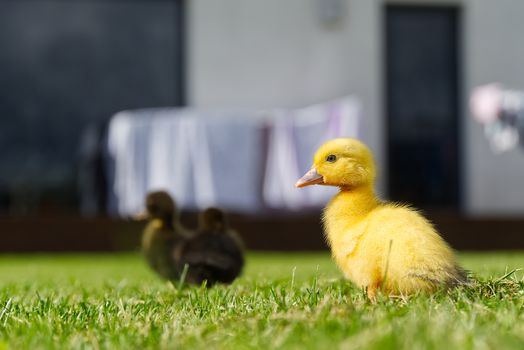 Small newborn ducklings walking on backyard on green grass. Yellow cute duckling running on meadow field on sunny day