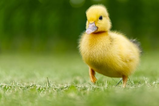 Small newborn ducklings walking on backyard on green grass. Yellow cute duckling running on meadow field on sunny day