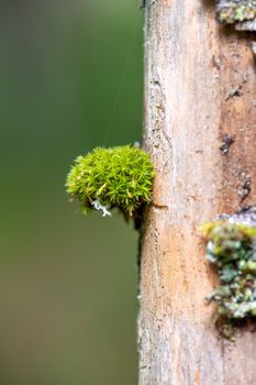 Moss attached to a tree trunk in the forest.