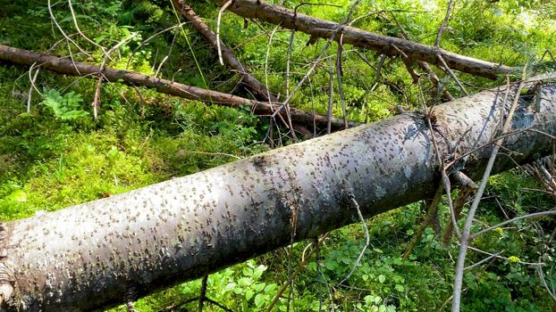 Tree trunk in the forest, summer season. View in slow motion.