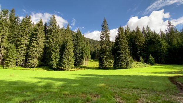 Beautiful forest in the Dolomite Mountains, summer season.