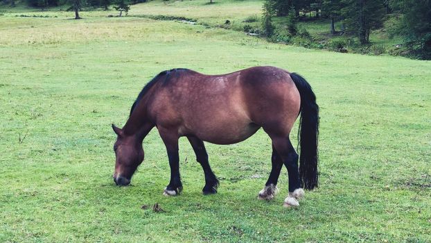 Horse grazing on a beautiful national park, slow motion