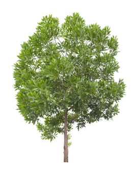 Beautiful green tree isolated on white background.