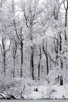 Winter landscape. Snow-covered trees in the park Kuzminki in Moscow.