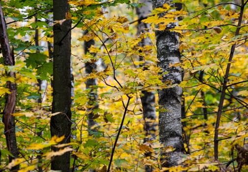 Autumn landscape. Yellow leaves on tree branches