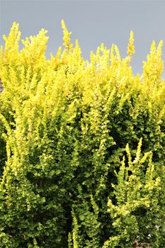 A golden elm shines against a dark sky