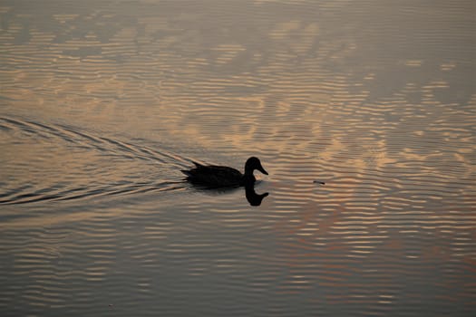 A duck during a great sunset swimming on a lake