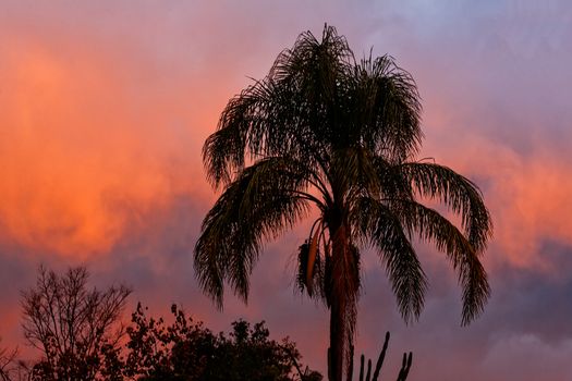 Tropical sunset sky of deep purple blue and rich orange reds with palm tree in silhouette