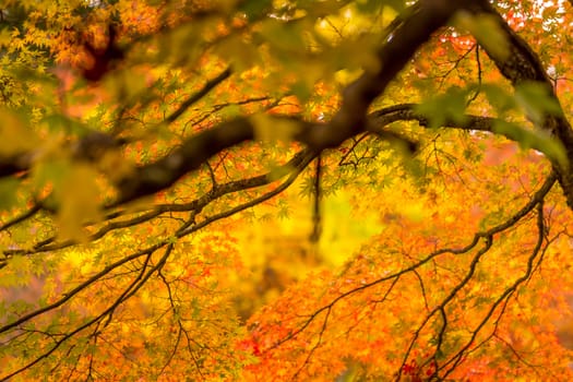 Autumn leaves background.  Shallow depth of field with selective focus