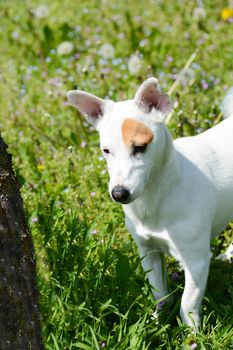 jack Russell  dog free spirit