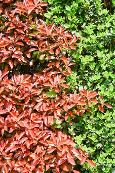 Wall of new leaves