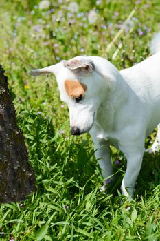 jack Russell  dog free spirit