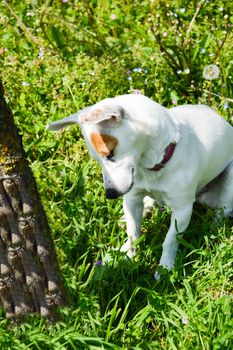 jack Russell  dog free spirit