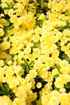 wall of spring little roses as background