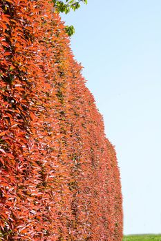 Wall of new leaves