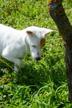 jack Russell  dog free spirit