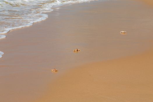 Ghost crabs (Ocypode spp.) on the beach, Mozambique, southern Africa