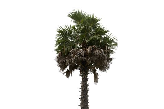 One old palm tree isolated on white background.