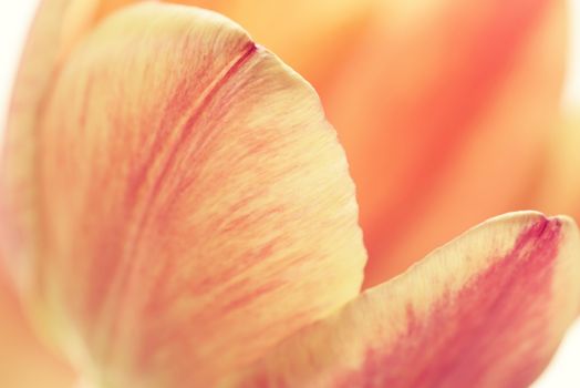 Background of flower petals. Soft blur in pastel colors. Close-up of flower petals