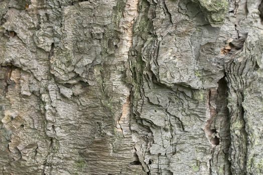 Bark of tree background. Tree bark texture