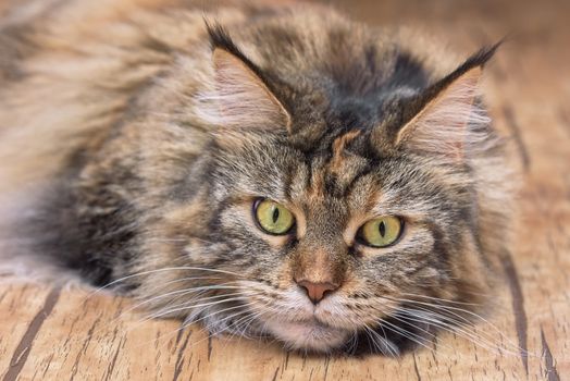 Cat lies on the floor. Maine Coon