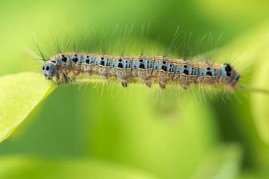 Caterpillar on leaf. Caterpillar on green background