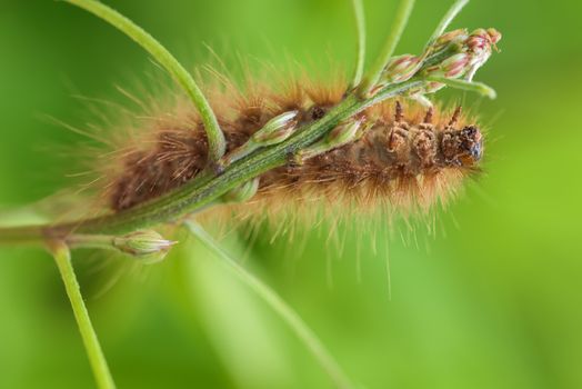 Caterpillar on leaf. Caterpillar on green background