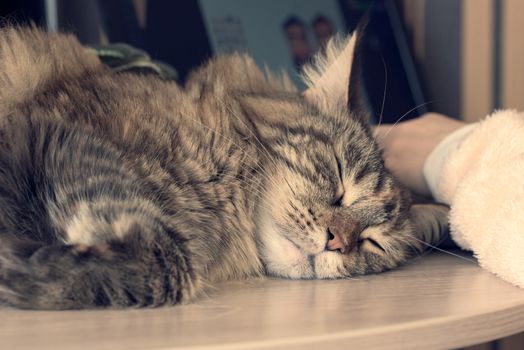 Cat sleeps on the table. Cat Maine Coon. Muzzle cat