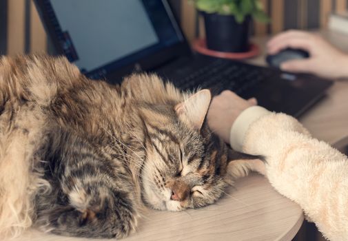 Cat sleeps on the table. Pet sleeping on work desk