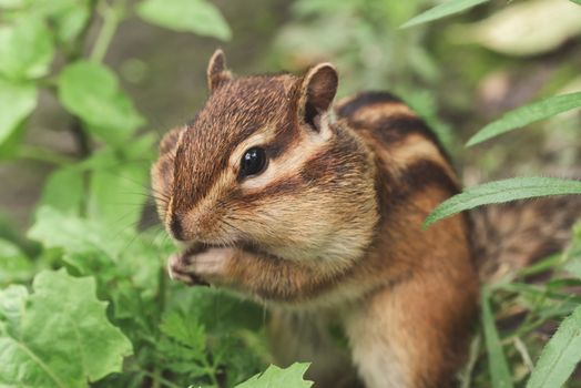 Chipmunk in nature. Chipmunk is stuffing food into mouth