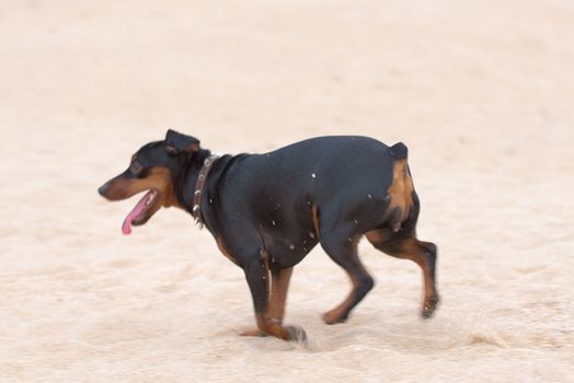 Dog on the beach. Black dog running on beach