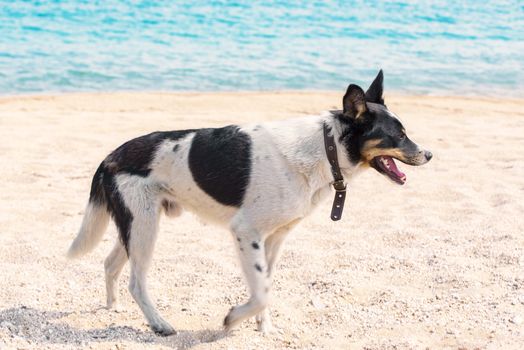 Dog on the beach. Dog running on beach