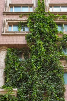 Green building with plants growing on the facade. Green living wall