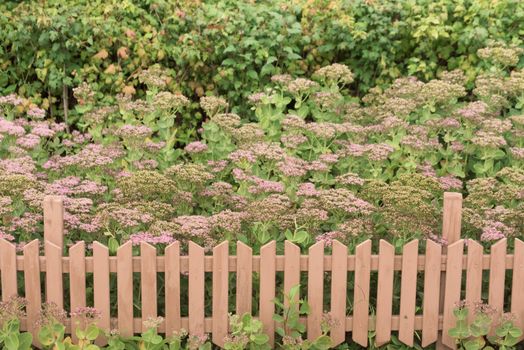 Flower bed with a fence. Wildflowers and picket fence.