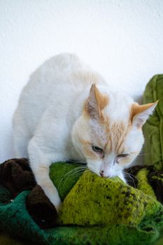 White cat kneading paws in fluffy blanket.