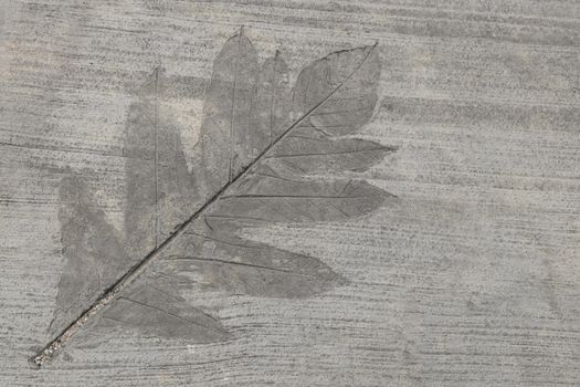 Modern inlaid leaf in concrete on the sidewalk. Kuala Lumpur, Malaysia.