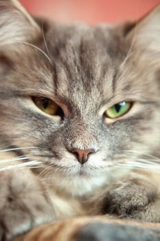 close up muzzle of a gray striped fluffy cat. Siberian kitten with green eyes. Cute picture of the animal. Screen saver for phone.