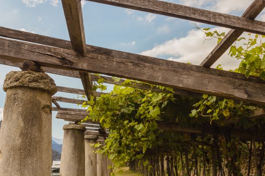 pylons made of  stone and lime columns and chestnut poles support the pergola of rows of grapes