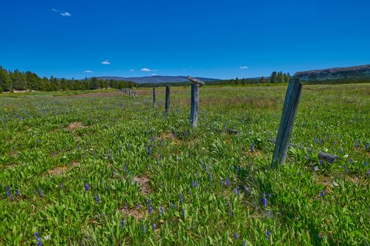 Alpine meadow covered with Payette Penstemon along an old fencerow.