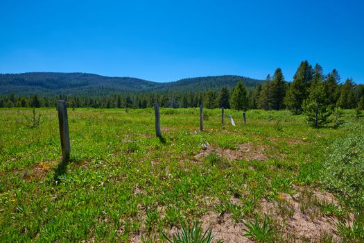 Alpine meadow with with  an old fencerow.