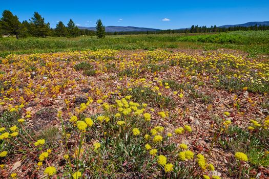 Alpine meadow covered with Scabland Fleabane, Bloomer's Daisy, Bloomer's Fleabane.