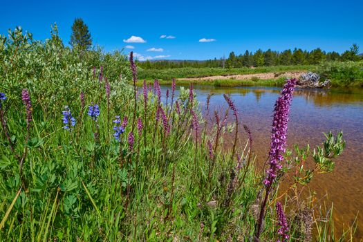 Purple Loosestrife and Payette Penstemon growing along a river bank.